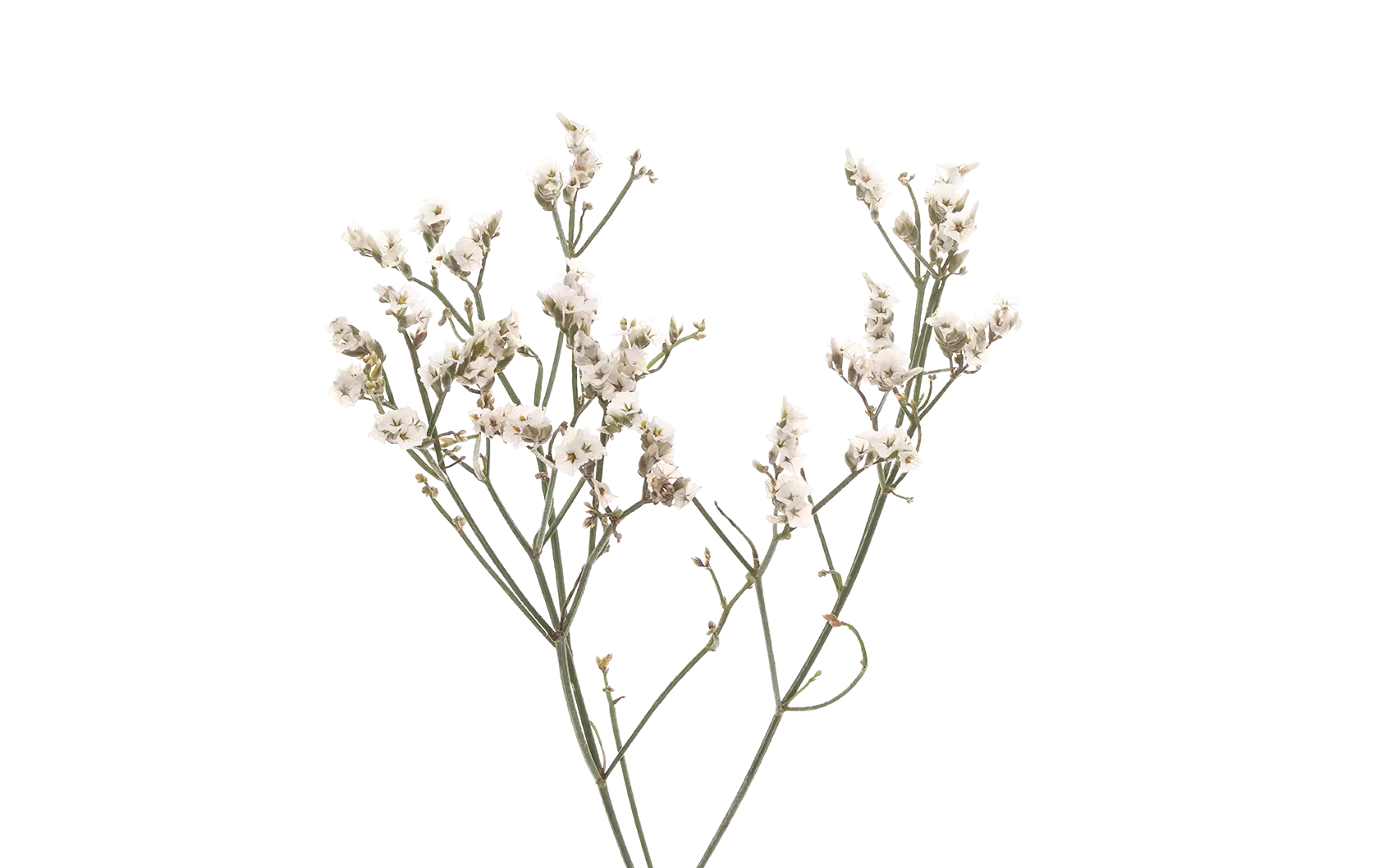 Limonium Piña Colada Marginpar